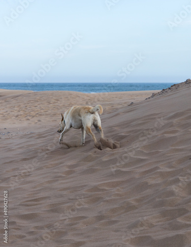 Fototapeta Naklejka Na Ścianę i Meble -  Dog running in the sand, with sea behind