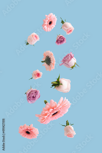 Fototapeta Naklejka Na Ścianę i Meble -  Beautiful flying or levitate pastel flowers. Falling on bright blue background. Creative spring bloom or floral concept. Minimal natural birthday, Mother's, Valentines, Women's day or wedding idea.