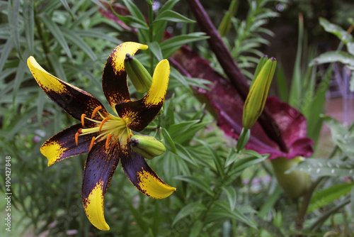 Black and Yellow Lily with Blooming Dragon Arum in background photo