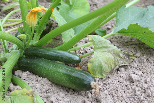 Zucchini Ready for Harvest on Plant in Garden