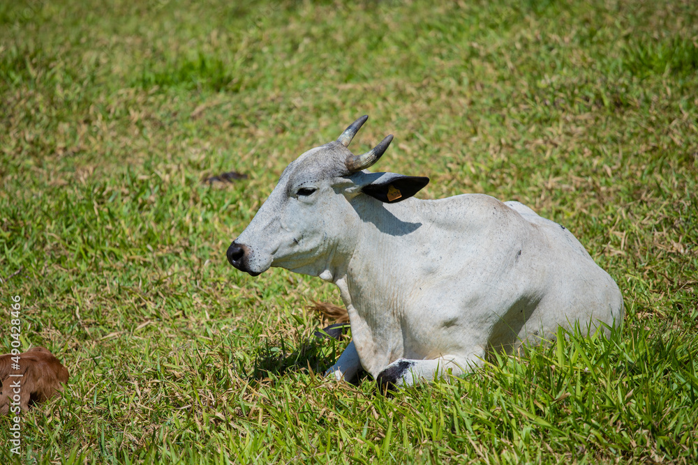 Touros e vacas diversas descansando no pasto ao ar livre em fazenda no interior de São Paulo, Brasil. Touros e vacas diversas descansando no pasto ao ar livre em fazenda no interior de São Paulo, Brasil.