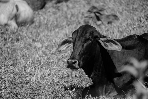 Tableau sur toile Touros e vacas diversas descansando no pasto ao ar livre em fazenda no interior de São Paulo, Brasil