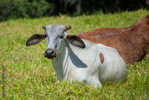 Touros e vacas diversas descansando no pasto ao ar livre em fazenda no interior de São Paulo, Brasil. 