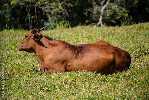 Touros e vacas diversas descansando no pasto ao ar livre em fazenda no interior de São Paulo, Brasil. 