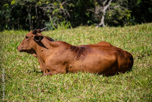 Touros e vacas diversas descansando no pasto ao ar livre em fazenda no interior de São Paulo, Brasil.  photo