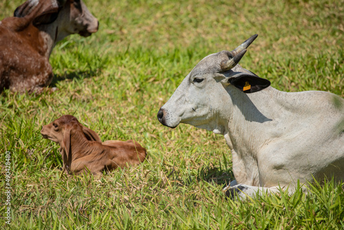 Touros e vacas diversas descansando no pasto ao ar livre em fazenda no interior de São Paulo, Brasil. 