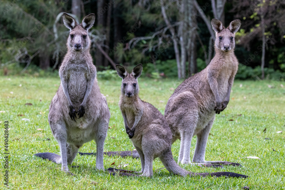 Eastern Grey Kangaroo's watching photographer Eastern Grey Kangaroo's watching photographer