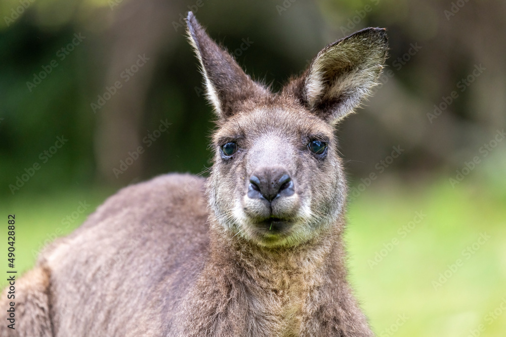 Close up of Eastern Grey Kangaroo