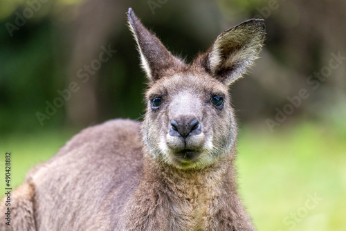 Fototapeta Naklejka Na Ścianę i Meble -  Close up of Eastern Grey Kangaroo
