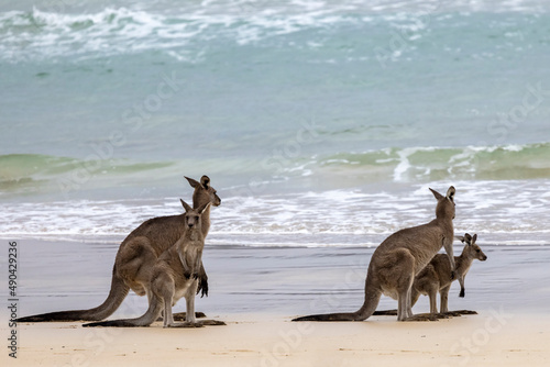 Eastern Grey Kangaroos on beach