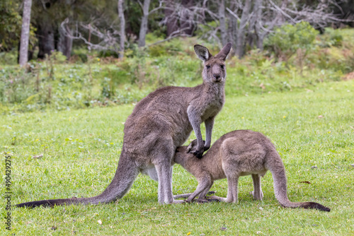 Eastern Grey Kangaroo with her joey drinking from pouch