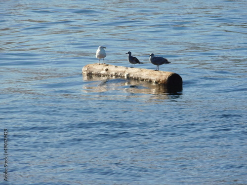 Three seagulls sit on a log floating in the ocean