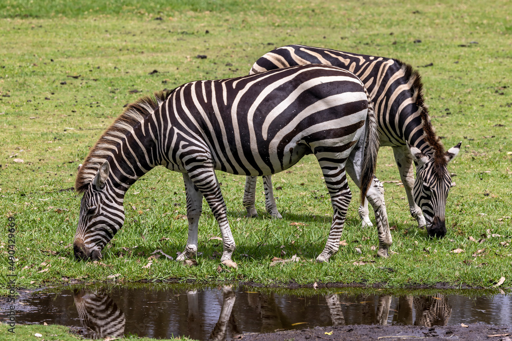 Obraz premium African Plains Zebra grazing in an Australian Zoo