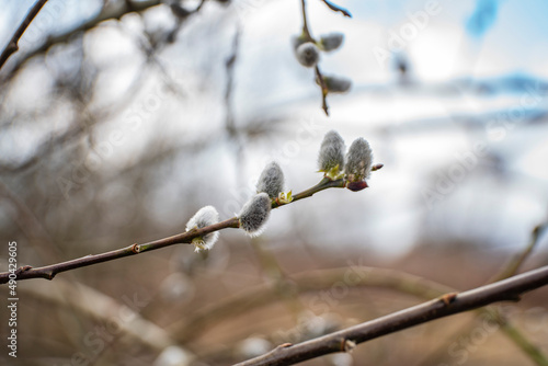 Bazie, Bazie wielkanocne, bazie kotki, bazie wierzbowe,  Cat bases, Easter bases, kitten bases, willow bases
