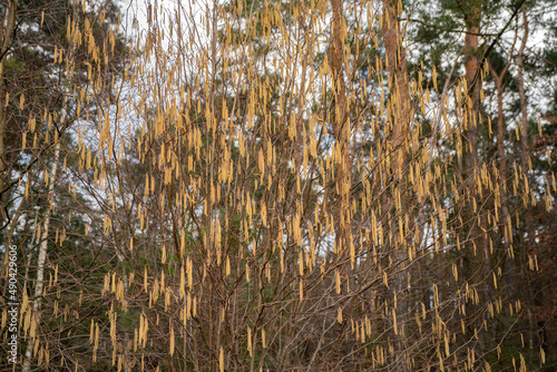 Fototapeta Naklejka Na Ścianę i Meble -  leszczyna, leszczyna wiosną, kwiaty leszczyny, kwitnąca leszczyna wiosną, hazel, hazel in spring, hazel flowers, flowering hazel in spring,