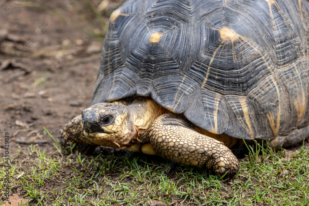 Fototapeta premium Close up of Radiated Tortoise