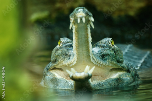 Gavial, Gavialis gangeticus, gharial or fish-eating crocodile with head above water surface. Gavial shows jaws with sharp teeth. Critically endangered reptile. Habitat India, Bangladesh, Myanmar. photo