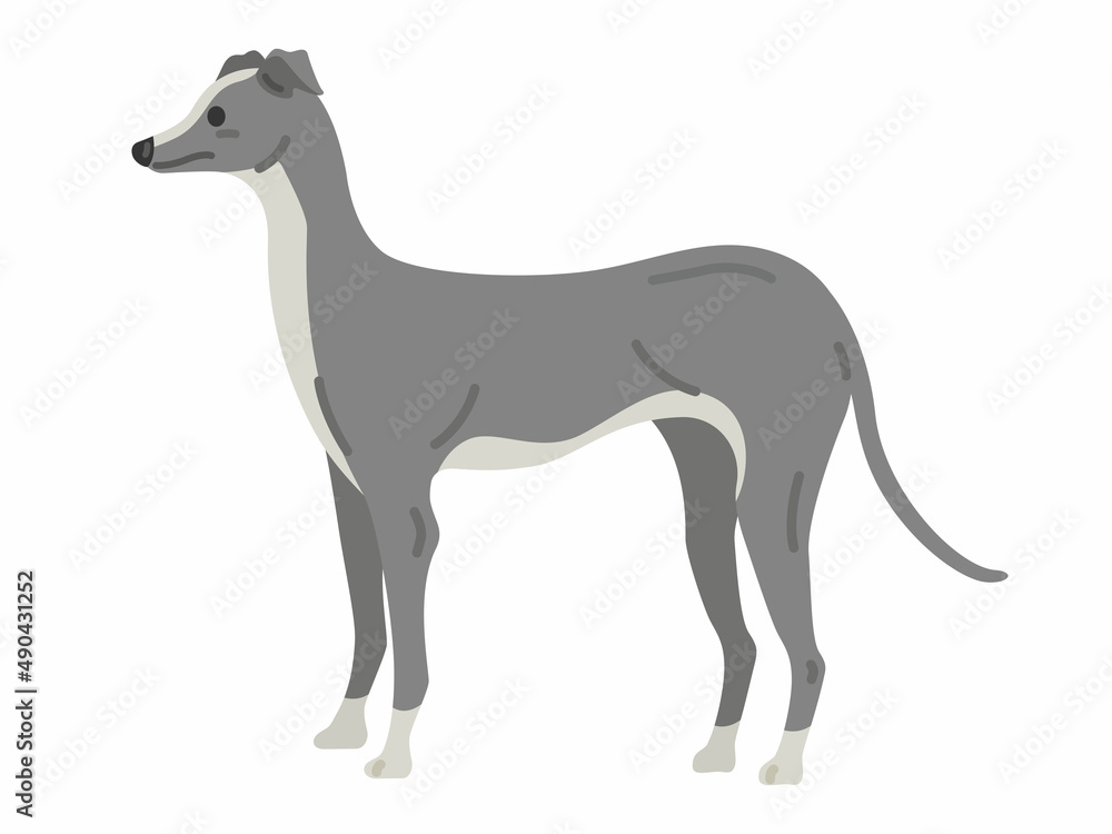 Obraz premium イタリアングレーハウンドのイラスト