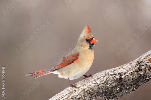 Female Cardinal on branch and then taking off into flight off branch in forest  © Janet
