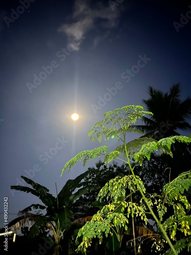 tree, sky, nature