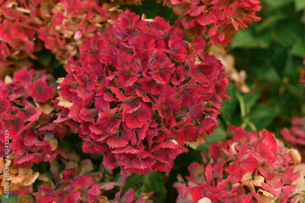 Background of a red hydrangea flowers, Hortensia flower Background of a red hydrangea flowers, Hortensia flower