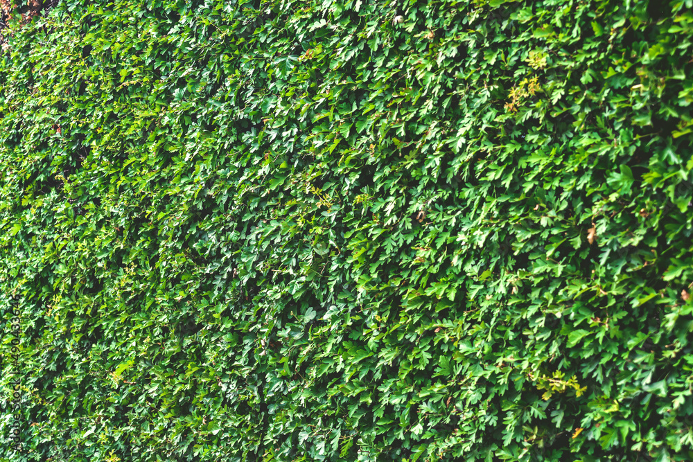 Close-up, Texture green buxus hedge. Hedgerow backdrop. Close-up, Texture green buxus hedge. Hedgerow backdrop.