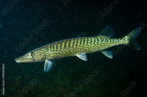 Chain Pickerel underwater in the St. Lawrence River in Canada