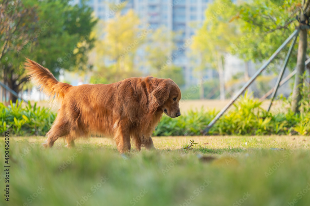 The Golden Retriever is playing on the park lawn The Golden Retriever is playing on the park lawn