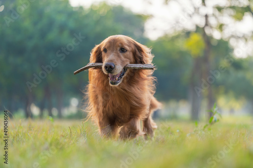 The golden retriever ran on the grass with a branch in its mouth
