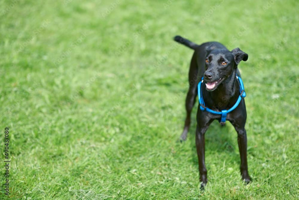 Play. A happy black canine standing in the lawn. Play. A happy black canine standing in the lawn.