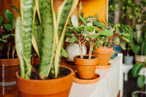 greenhouse plants in stylish clay pot in room. landscaping of the territory of house. unpretentious plant. vertical content, selective focus