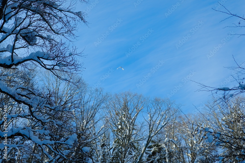 Fototapeta premium 美しい冬の北海道の景観