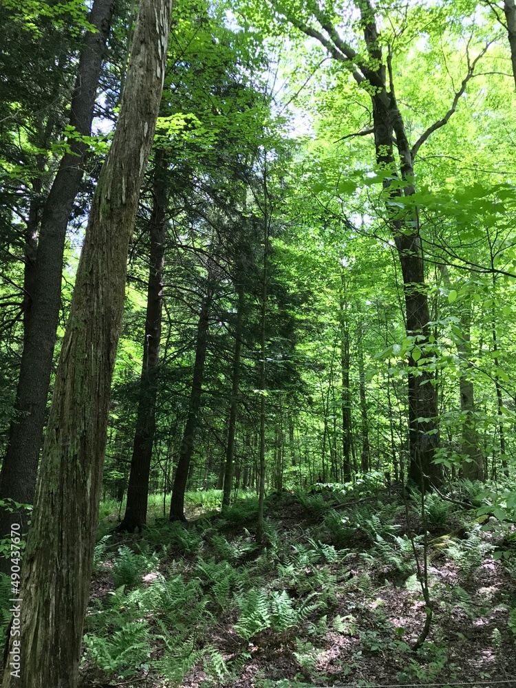 Obraz premium forest in the morning