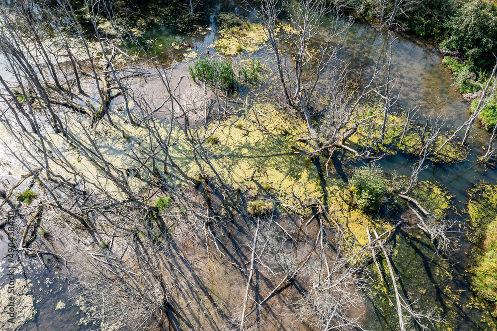 summer swamp scenery with fallen and dried trees. aerial top view from flying drone. summer swamp scenery with fallen and dried trees. aerial top view from flying drone.