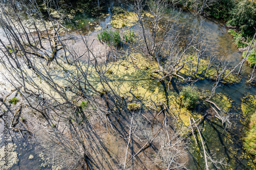 summer swamp scenery with fallen and dried trees. aerial top view from flying drone.