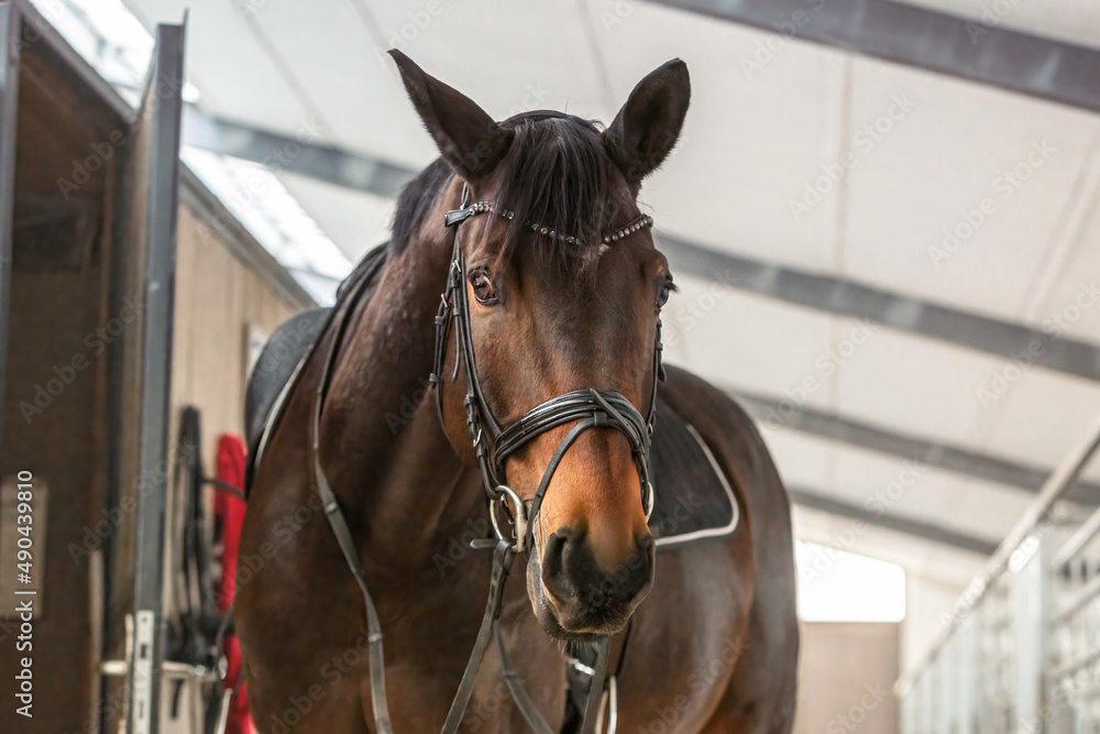 Portrait of a saddled horse standing in a stable aisle Portrait of a saddled horse standing in a stable aisle