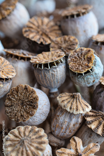 Natural texture dried poppy seed pods macro closeup background