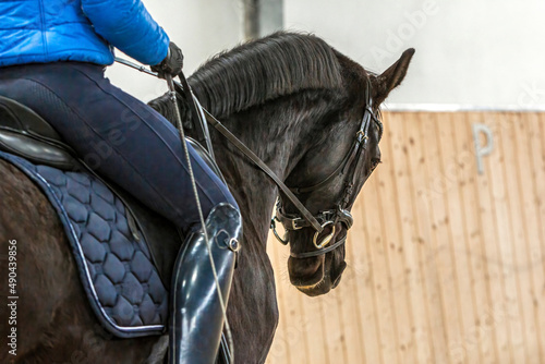 Focus on the head of a dressage horse during training in a riding hall © Annabell Gsödl