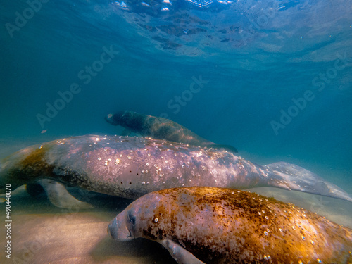 Fototapeta Naklejka Na Ścianę i Meble -  underwater shot of three manatee swimming in ocean.
