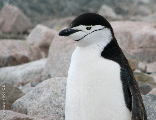 Chinstrap Penguin in Neko Harbor, Antarctica