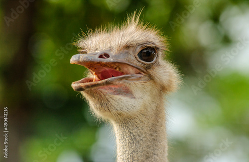 Ostrich head on the backdrop with blurred foliage.