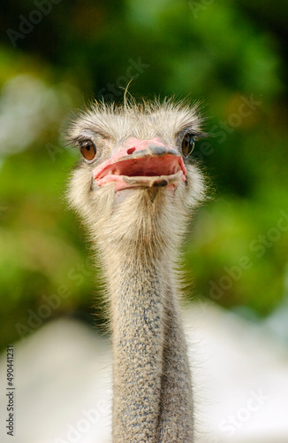 Ostrich head on the backdrop with blurred foliage.