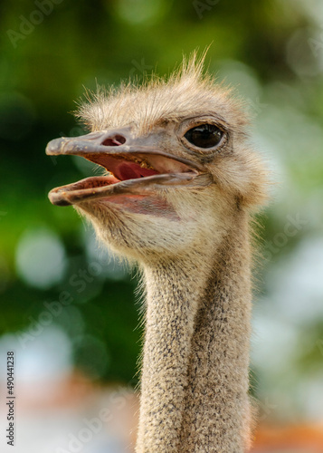 Ostrich head on the backdrop with blurred foliage.