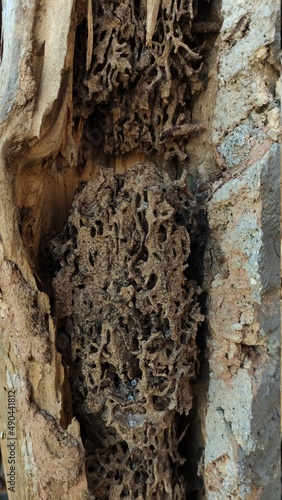 Termite nest inside the wood