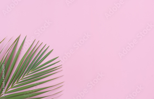 Tropical leaves is placed on a pink backdrop with part of the leaf layout and copy space.