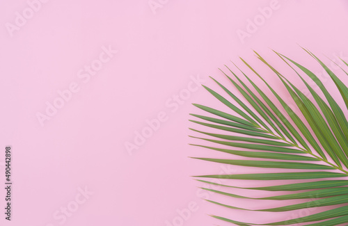 Tropical leaves is placed on a pink backdrop with part of the leaf layout and copy space.