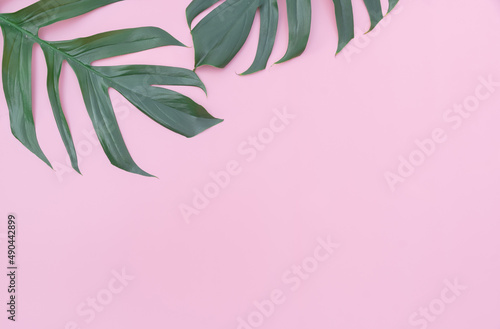 Monstera leaves is placed on a pink backdrop with part of the leaf layout and copy space.