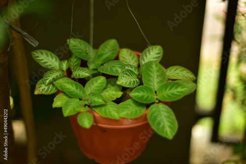 Episcia cupreata is a species of perennial plant in the family Gesneriaceae and  Its common name is flame violet photo
