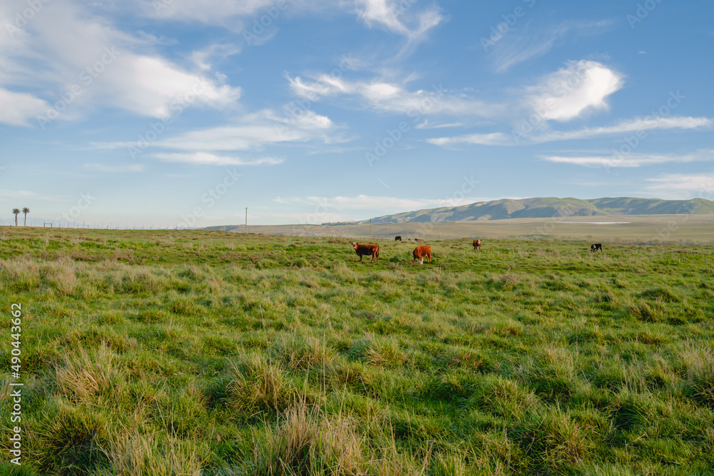 Rural scene of a herd of cattle grazing in sun-dappled green hills, beautiful cloudy sky on background