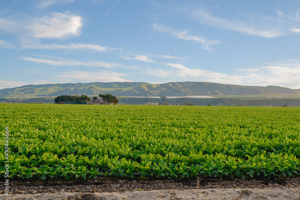 Agricultural field at sunset. Celery growing in a field, Santa Barbara County, CA